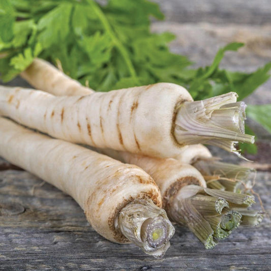 Harris Model parsnip root from MIgardener, showing its elongated, creamy-colored vegetable with leafy top.
