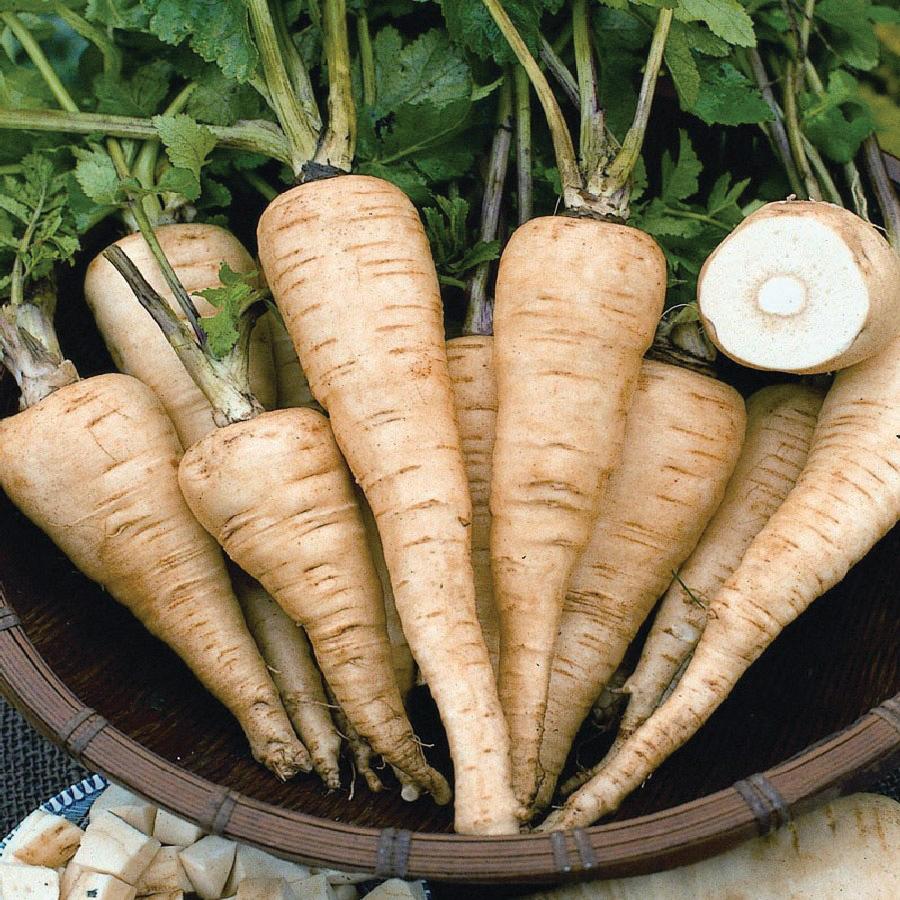 Fresh Hollow Crown Parsnip root from MIgardener, showcasing its elongated, pale vegetable with a smooth, tapered shape.