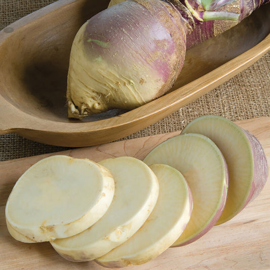 Fresh Laurentian rutabaga root from MIgardener, showing its round shape and purple-brown skin on a white background.