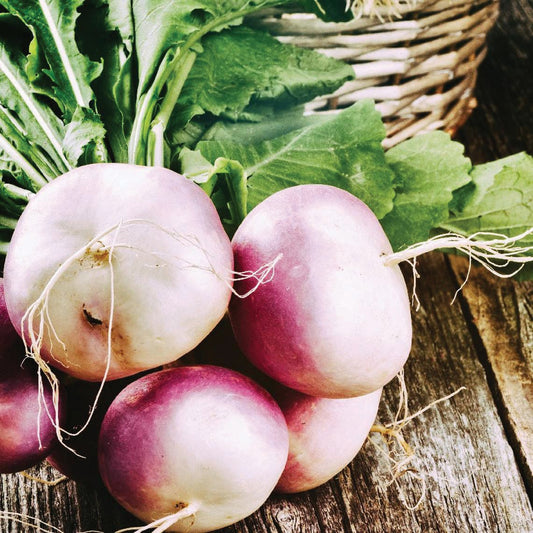 Purple and white globe turnip root from MIgardener, showcasing its round shape and vibrant color on a white background.