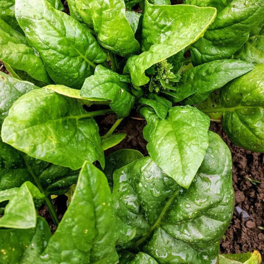 Fresh MIgardener Butterflay Spinach leaves, vibrant green, with detailed close-up of healthy spinach foliage.