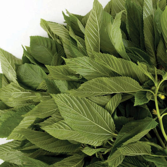 Fresh Egyptian spinach leaves from MIgardener, showcasing vibrant green spinach used for cooking and salads.