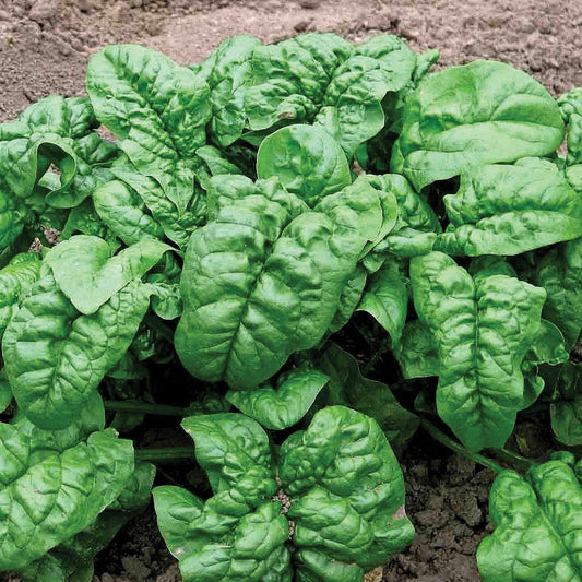 Fresh Giant Nobel Spinach leaves from MIgardener, showcasing vibrant green spinach on a natural background.