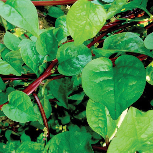 Red Malabar Spinach plant by MIgardener with vibrant green and red leaves, healthy and lush ready for harvest.