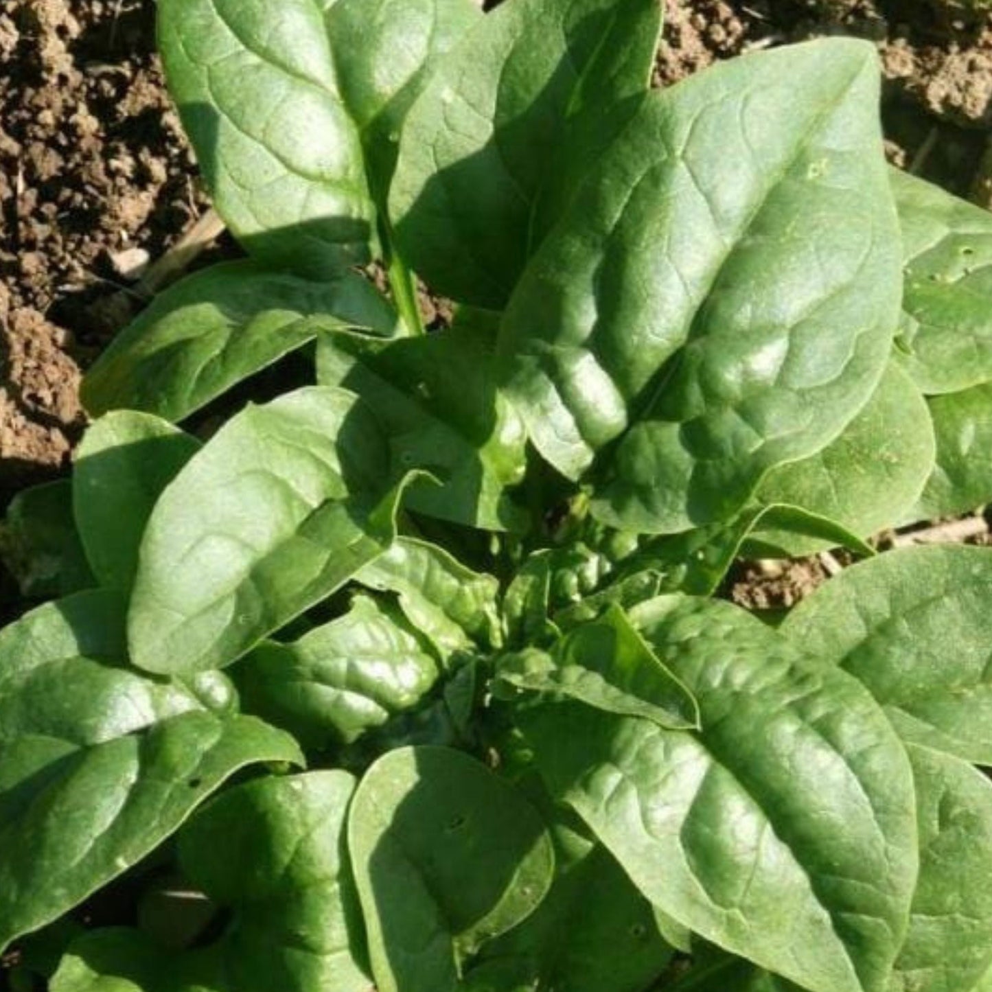Fresh Verdil Spinach leaves from MIgardener, showcasing vibrant green, tender spinach suitable for salads and cooking.