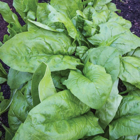 Fresh Viroflay spinach leaves from MIgardener, showcasing vibrant green, tender spinach ready for harvest.