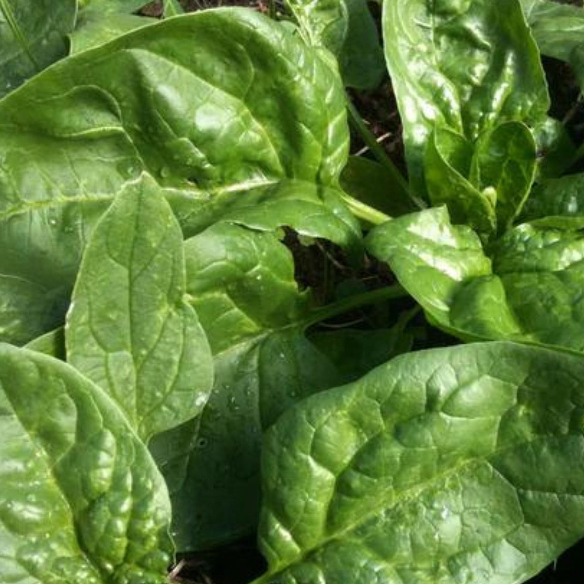 Fresh Winter Giant Spinach by MIgardener, vibrant green spinach leaves on a garden bed ready for harvest.