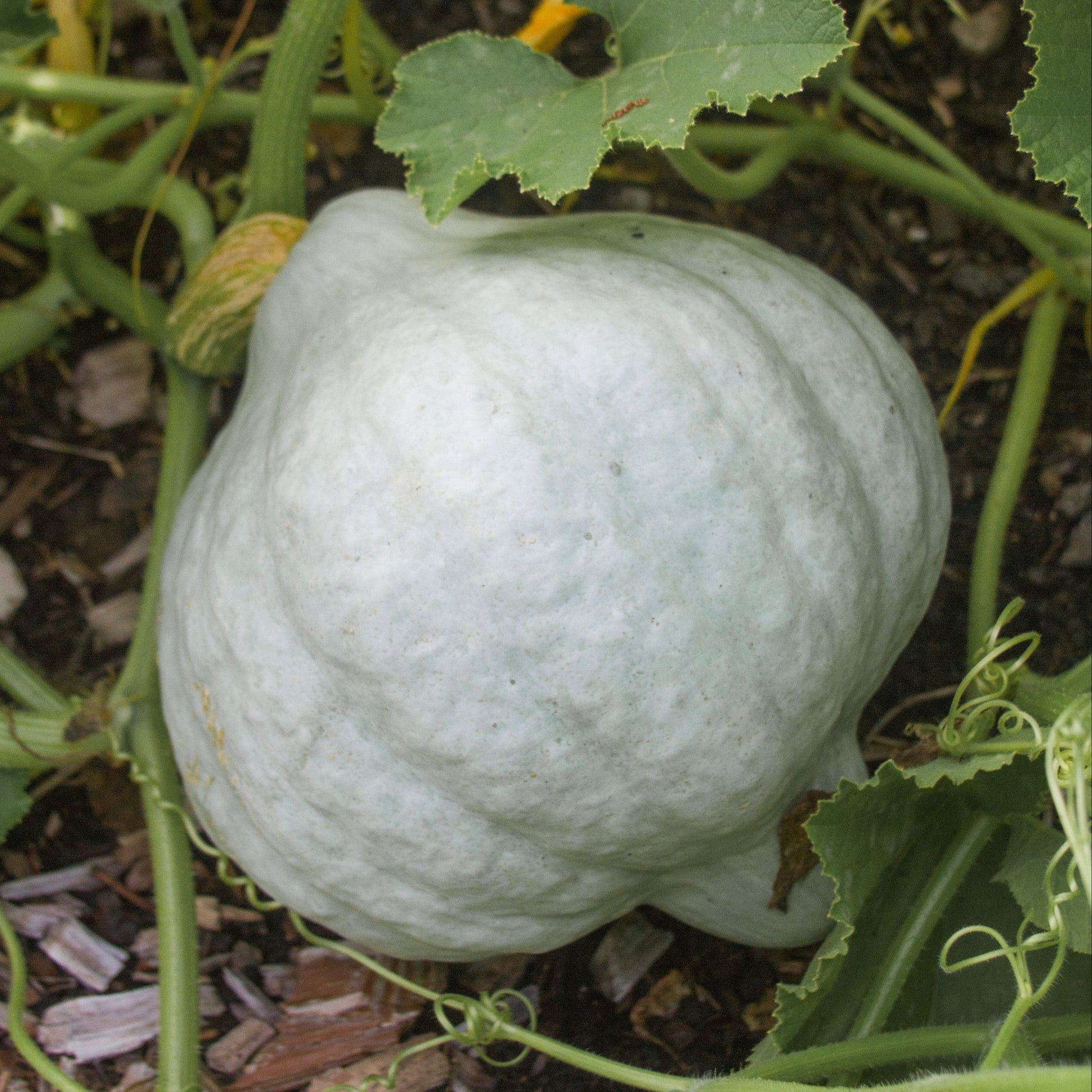 Blue Hubbard squash by MIgardener, showcasing a large, round blue squash with textured skin and vibrant color.
