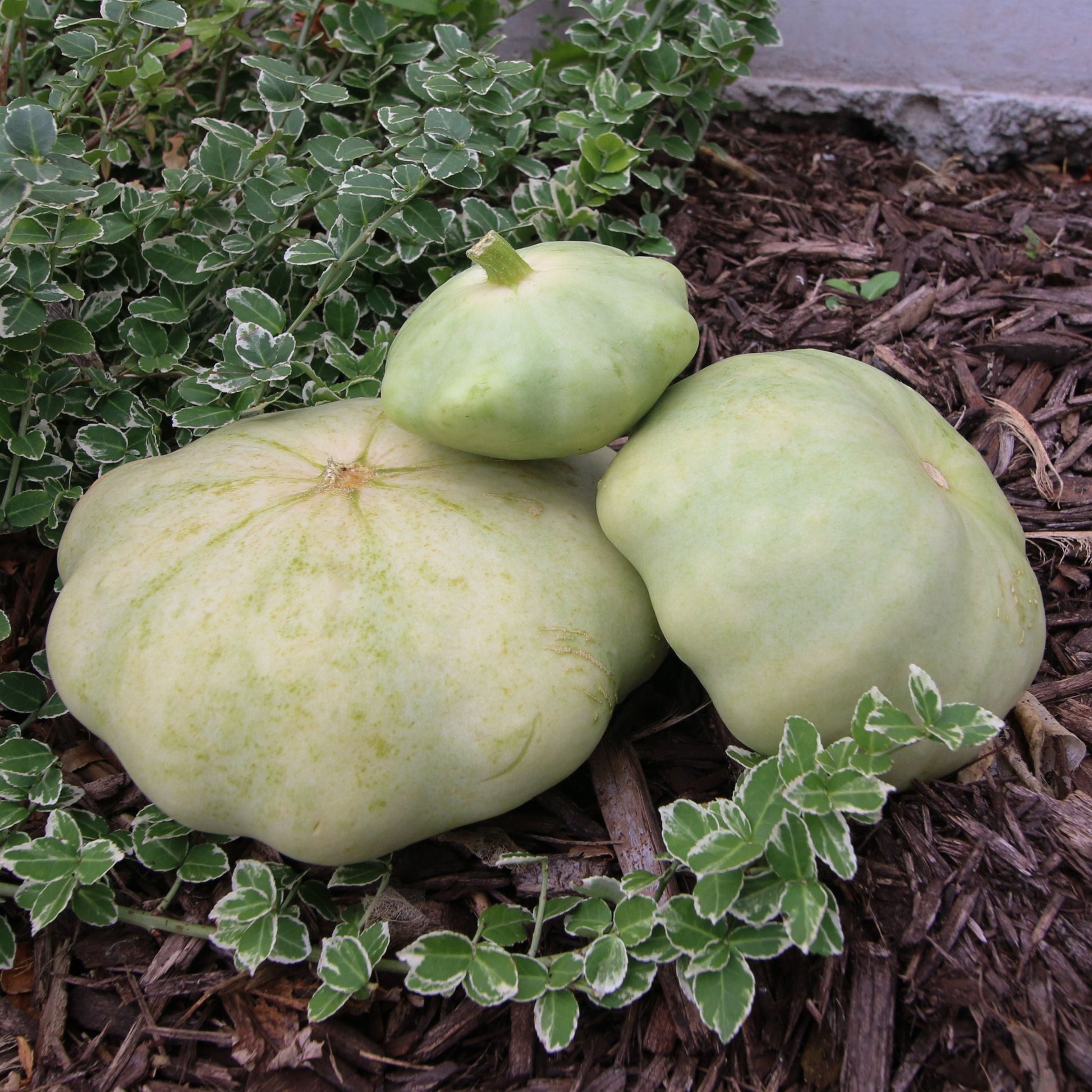 Green scallop Bennings squash from MIgardener, fresh and vibrant with scalloped edges, ready for harvest.