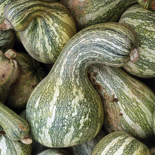 Green Stripe Cushaw Squash from MIgardener, fresh and ripe with vibrant green and white striped skin, ready for harvest.