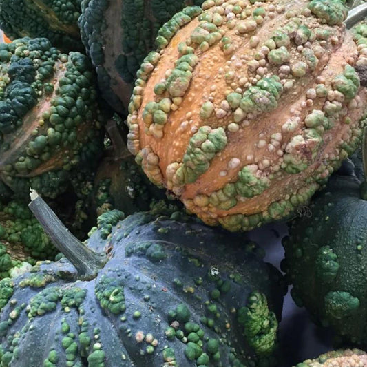 Musquee de Maroc squash from MIgardener, showcasing its large, ribbed, orange and green striped pumpkin-like appearance.
