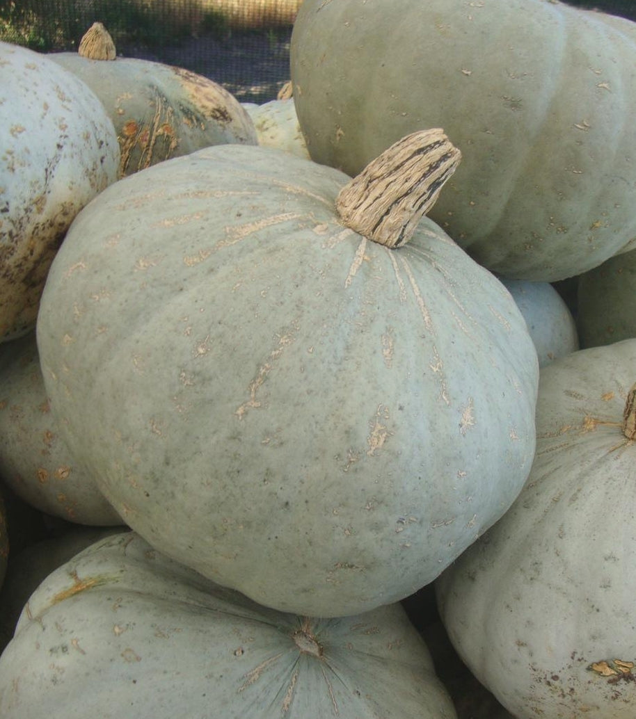Sweet Meat Squash by MIgardener, fresh ripe squash with orange flesh and ridged green skin on a garden background.