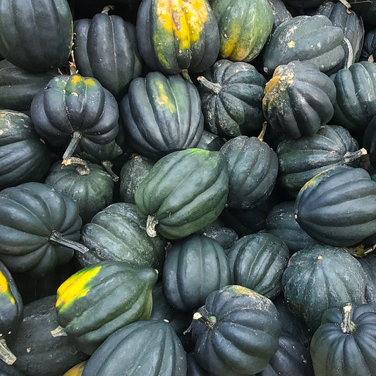 MIgardener Table King Bush Acorn Squash showing its round shape and greenish-orange skin on a garden surface.