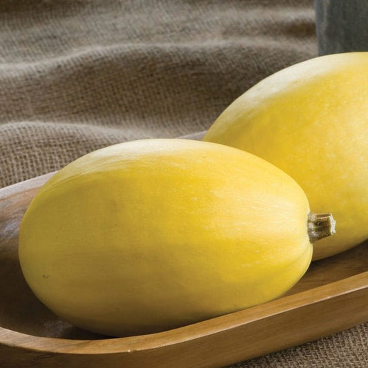 Fresh vegetable spaghetti squash from MIgardener, showcasing its vibrant yellow color and ribbed exterior, ready for cooking.