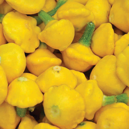 Yellow Scallop Squash from MIgardener, showcasing vibrant, fan-shaped squash with ridged edges on a garden plant.