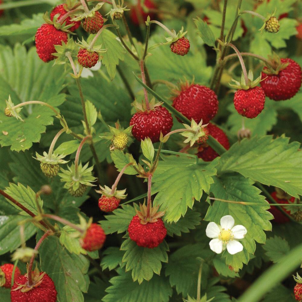Alexandria Everbearing Strawberry seeds from MIgardener, close-up of seed packet with vibrant strawberry images and branding.