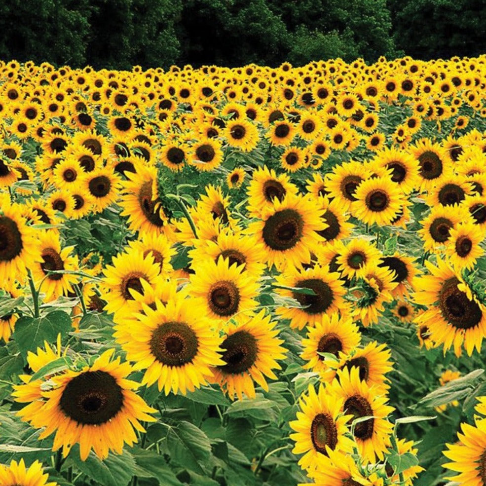 Black Russian Sunflower by MIgardener featuring tall sunflower with dark seeds and vibrant yellow petals in full bloom.
