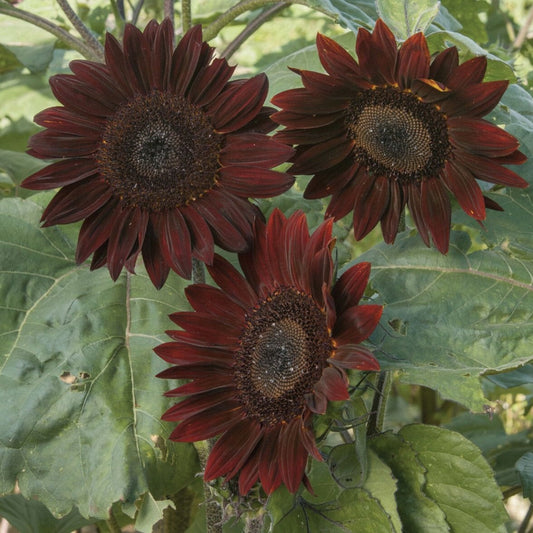 Chocolate Cherry Sunflower seedling from MIgardener showing vibrant dark petals and green leaves in a natural garden setting.