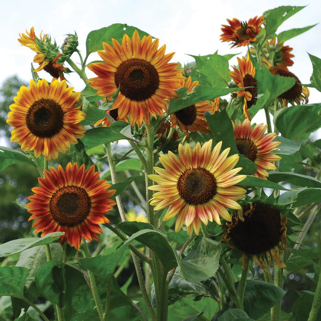 Dark yellow sunflower with large petals and green leaves, natural sunlight background, MIgardener Evening Sunflower plant.