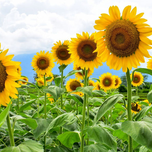 Large Mammoth sunflower from MIgardener with tall stem and vibrant yellow petals, showcasing its impressive size and bright blooms.