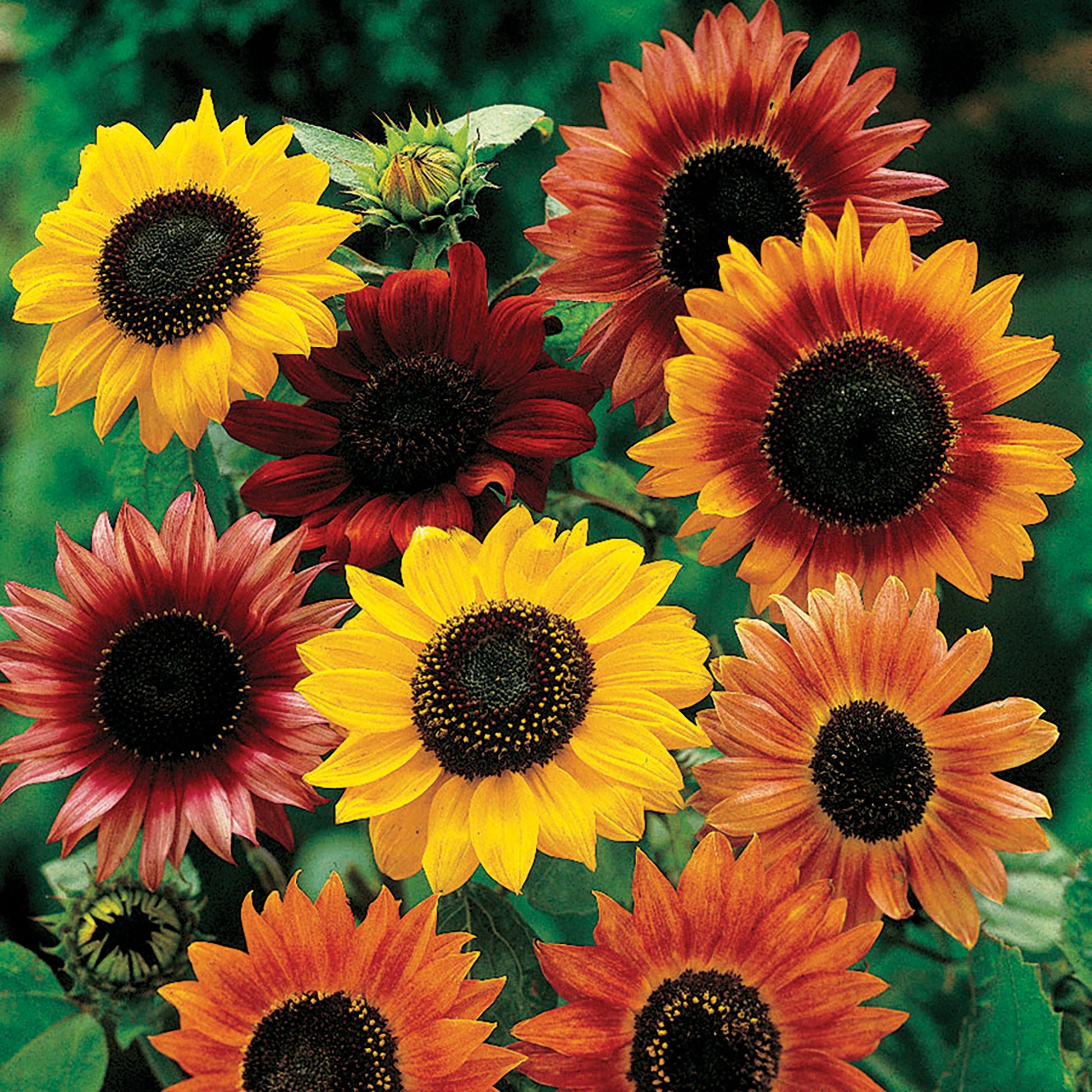 Mixed sunflower seeds from MIgardener, showing vibrant sunflower heads with diverse colors and large blooms in a garden setting.