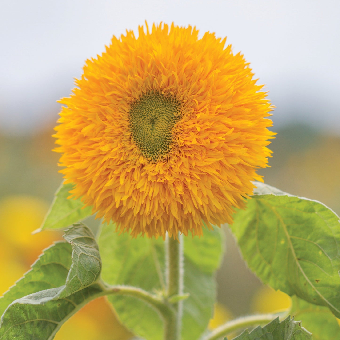 Tall Sungold Sunflower by MIgardener with vibrant yellow petals and green leaves, standing tall in a garden setting.