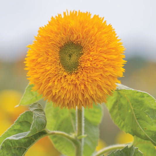 Tall Sungold Sunflower by MIgardener with vibrant yellow petals and green leaves, standing tall in a garden setting.