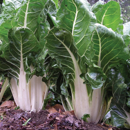Fresh Fordhook Giant Swiss Chard leaves from MIgardener, showcasing vibrant green stalks and large leafy greens.