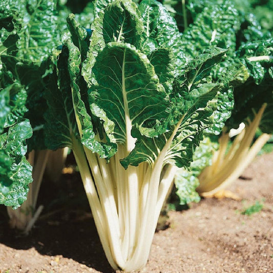 Fresh Lucullus Swiss Chard plant by MIgardener, with vibrant green leaves and tender stems in a garden setting.