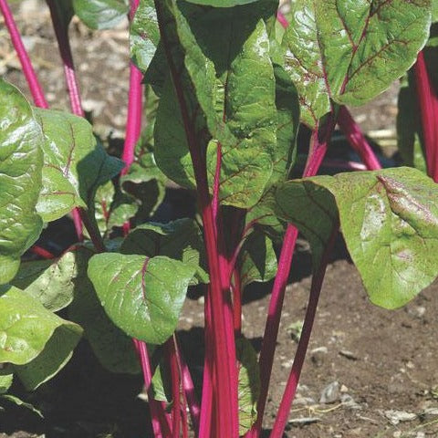 Magenta Sunset Swiss Chard by MIgardener, vibrant magenta and green leafy vegetable plant in a garden bed.