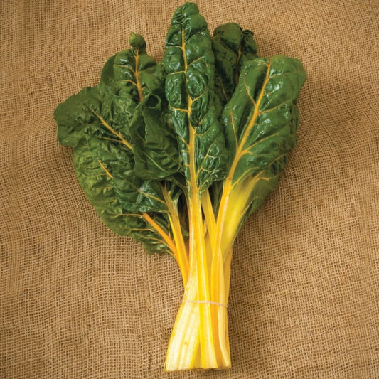 Fresh orange Swiss chard leaf from MIgardener, showcasing vibrant stems and lush green leaves.
