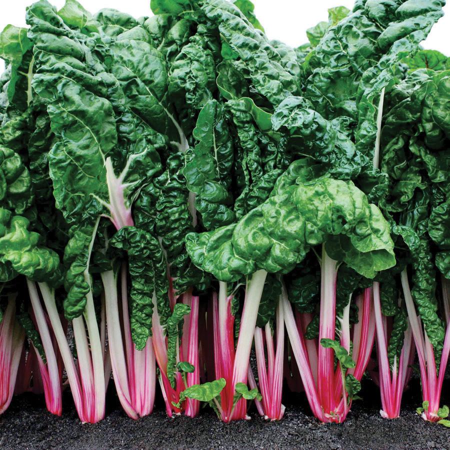 Pink Swiss Chard from MIgardener, fresh leafy vegetable with vibrant pink stems and dark green leaves, ready for harvest.