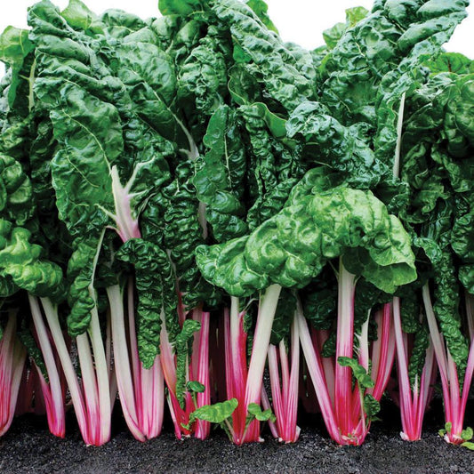 Pink Swiss Chard from MIgardener, fresh leafy green vegetable with vibrant pink stems and dark green leaves.