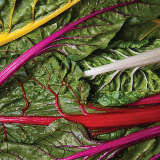 Rainbow Swiss Chard from MIgardener, vibrant colorful leafy vegetable with rainbow-colored stems and lush green leaves.
