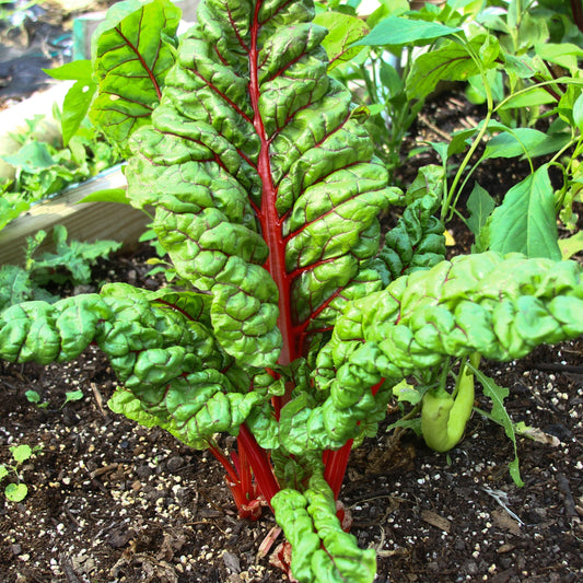 Fresh Rhubarb Swiss Chard from MIgardener, vibrant green and red leafy vegetable with thick stalks and lush foliage.