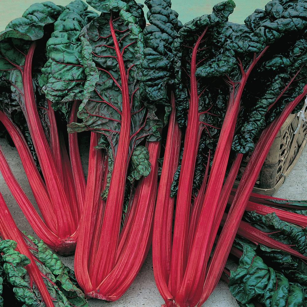 Fresh Ruby Red Swiss Chard from MIgardener with vibrant red stems and dark green leaves, healthy and ready to harvest.