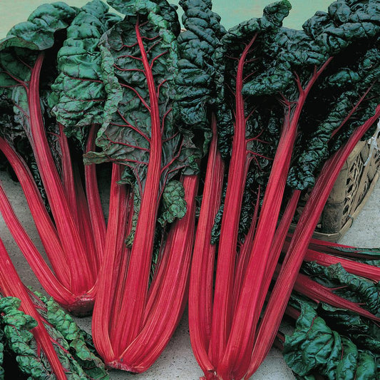 Ruby Red Swiss Chard from MIgardener, vibrant red stems and dark green leaves, fresh and healthy Swiss chard plant.