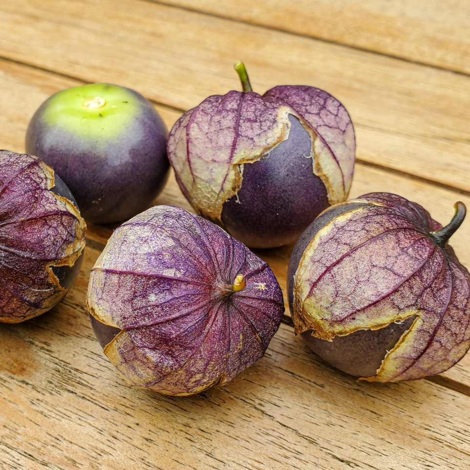 Purple tomatillo plant from MIgardener with vibrant purple fruit and green leaves on a garden stem.