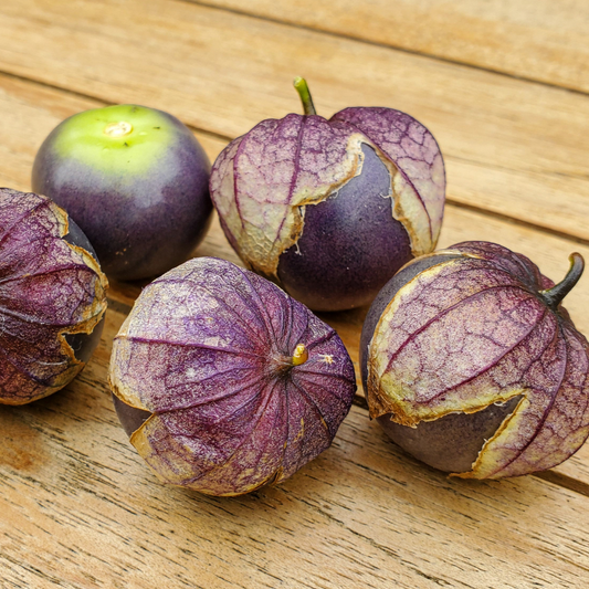 Purple tomatillo plant from MIgardener with vibrant purple fruit and green leaves on a garden stem.