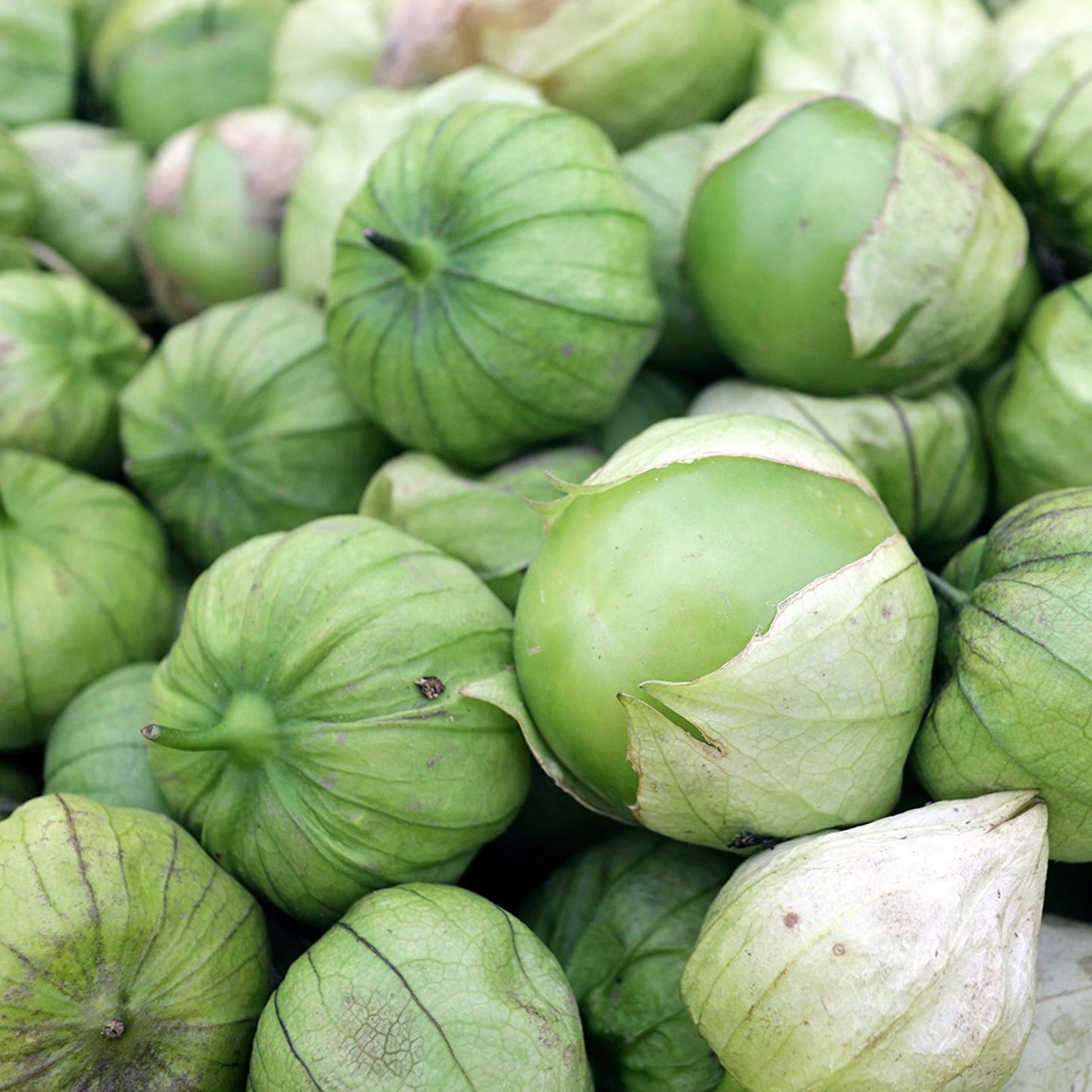 Green Rio Grande Verde Tomatillo from MIgardener with papery husk and vibrant green fruit on a plant.