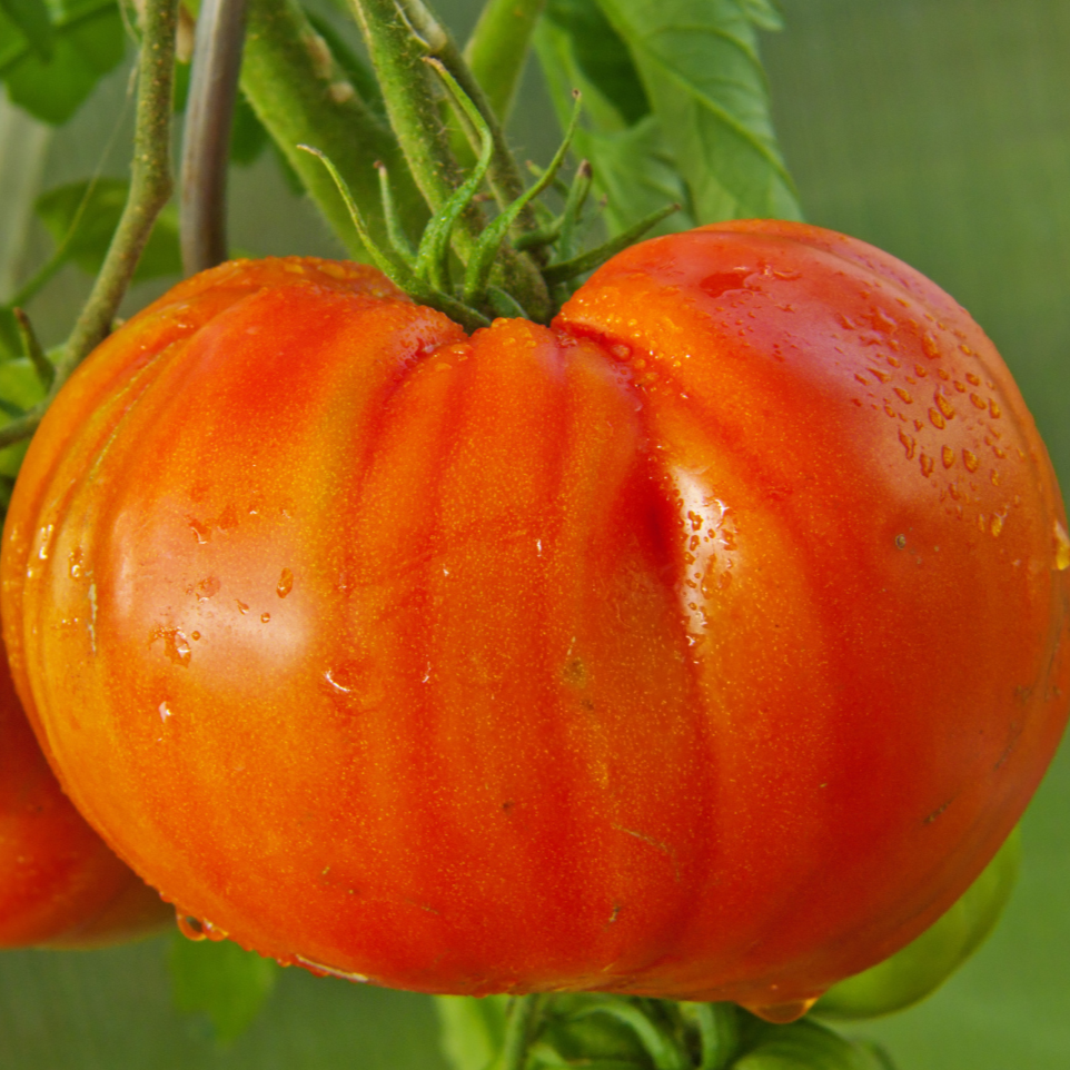 Abe Lincoln tomato by MIgardener, ripe red heirloom tomato with smooth skin and classic shape, shown on the plant.