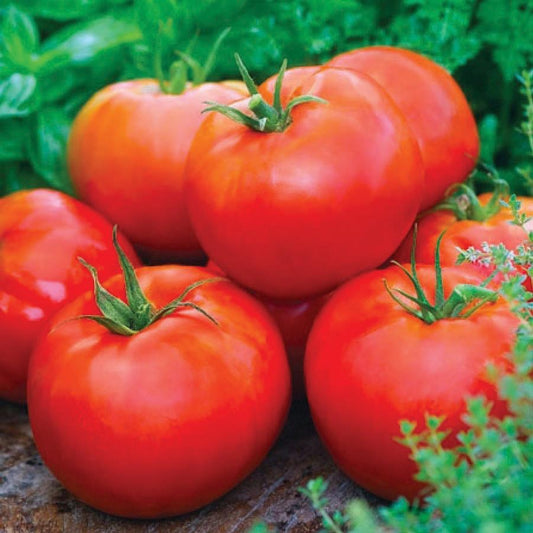 Fresh Ace 55 Tomato from MIgardener, showcasing ripe, red tomatoes with green stems on a garden plant.