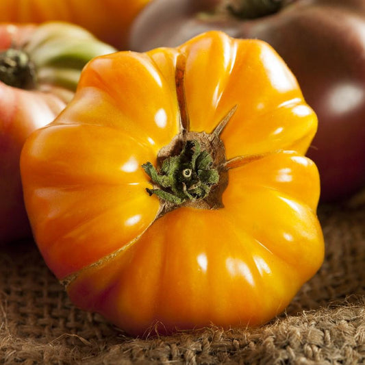 Orange Amana Tomato from MIgardener, ripe and vibrant with glossy skin, displayed on a plant ready for harvest.