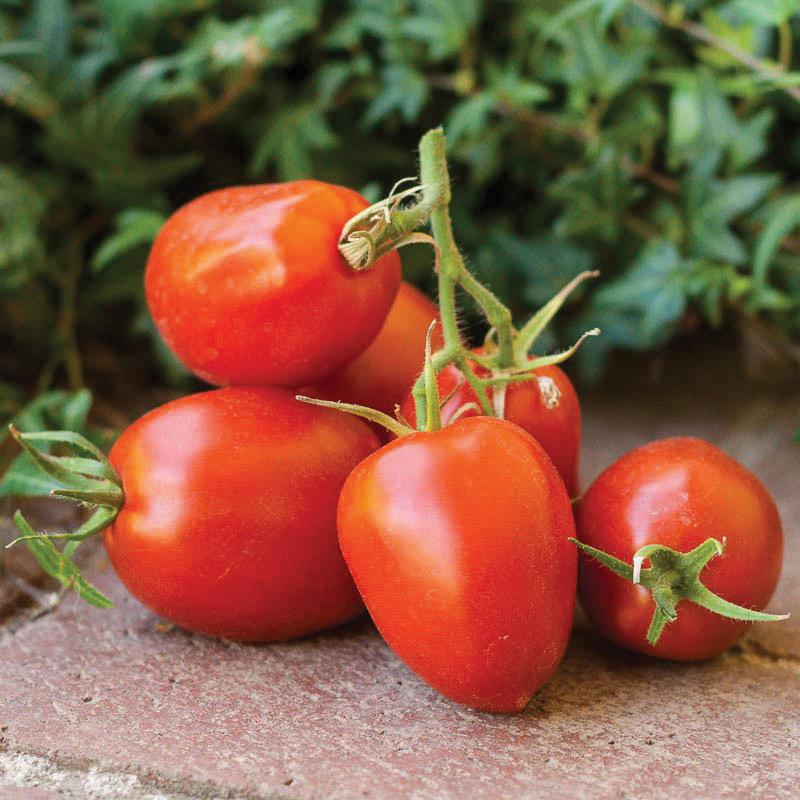 Fresh Amish Paste Tomato from MIgardener, showcasing ripe, red heirloom tomato with smooth skin and classic oval shape.