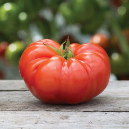 Bright red MIgardener beefsteak tomato on the vine showing large, round, juicy fruit with green stems and leaves.