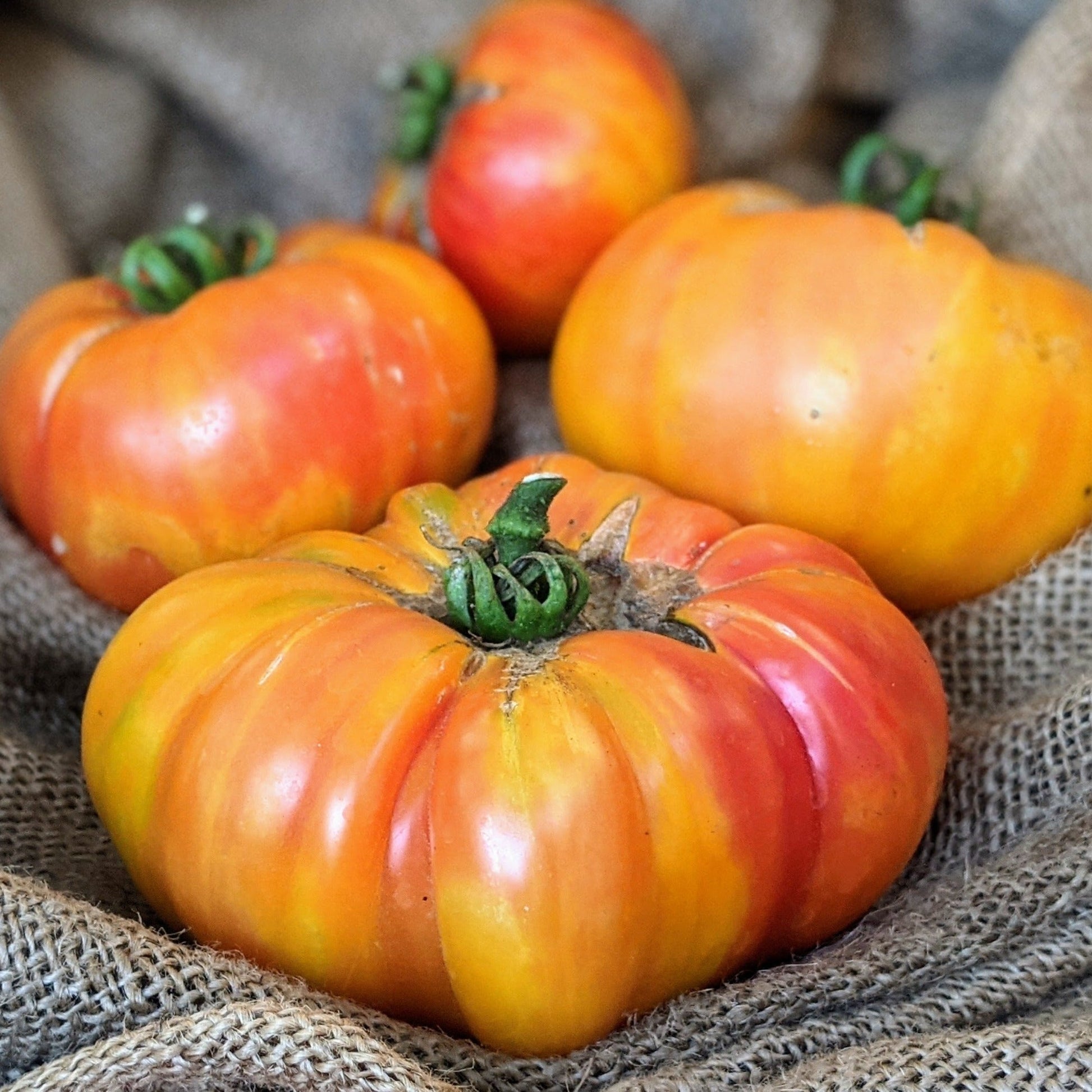 Big Rainbow Tomato from MIgardener, showcasing vibrant multicolored heirloom tomatoes with green, yellow, and red hues.
