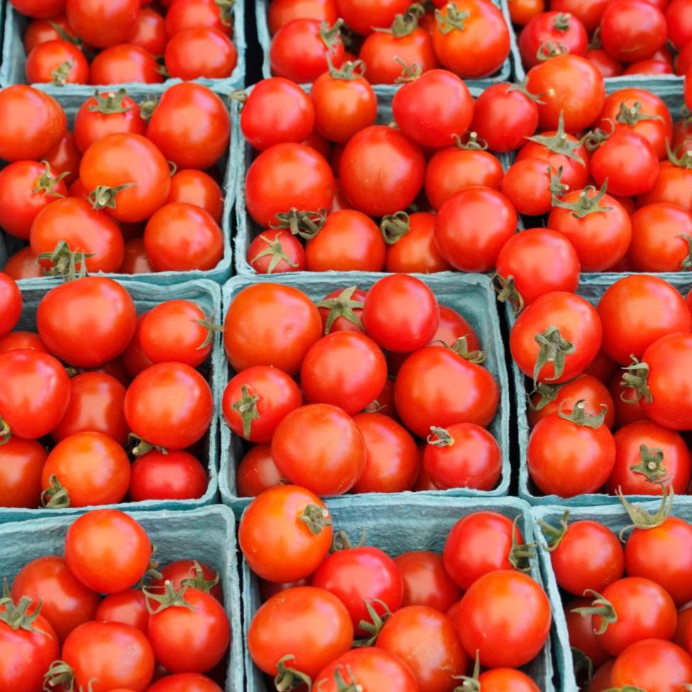 Bright red Bing Cherry Tomato from MIgardener, showing small round tomatoes on a vine with green leaves.