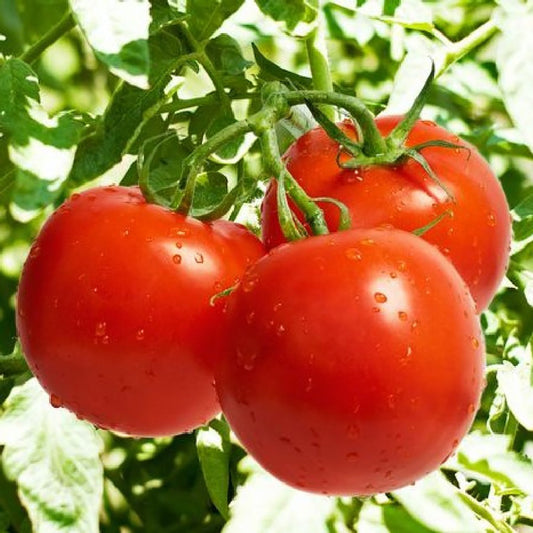 Fresh Bonnie Best Tomato from MIgardener, ripe and red with glossy skin, ready for harvesting or slicing.