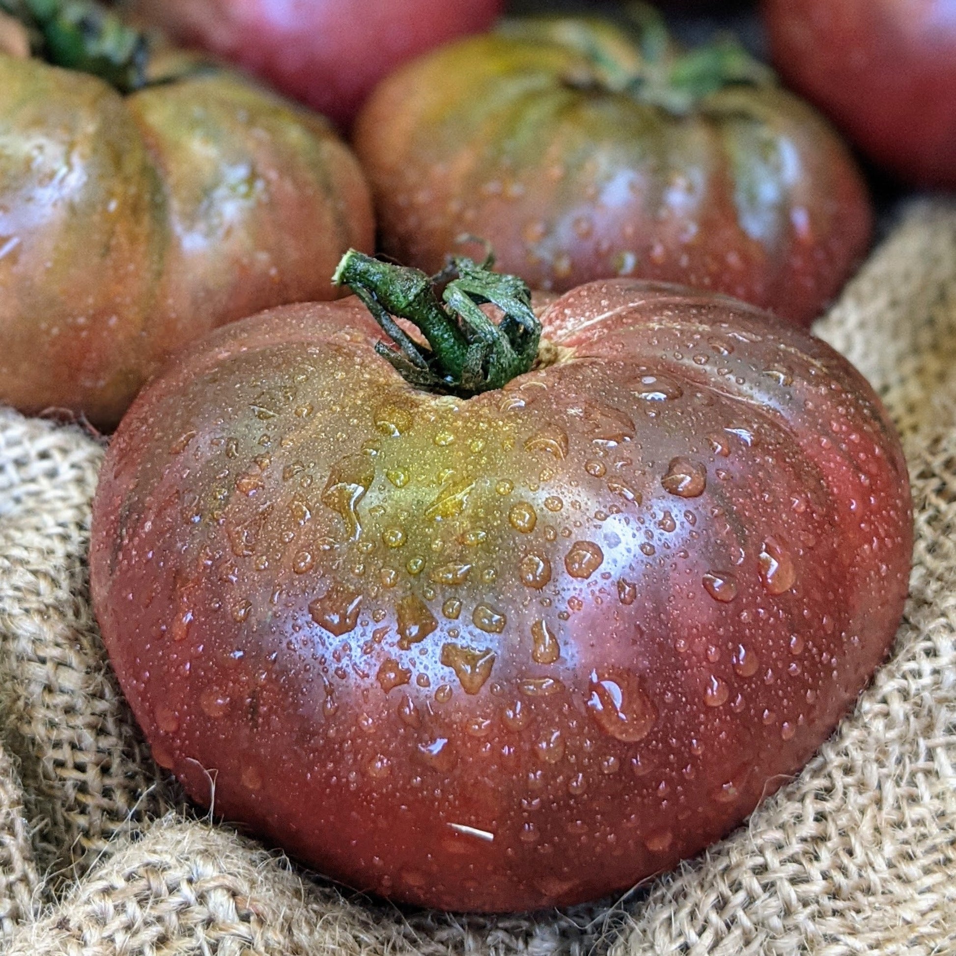 Black Brandywine tomato from MIgardener, large heirloom tomato with dark purple and blackish skin, ripe and ready for harvest.