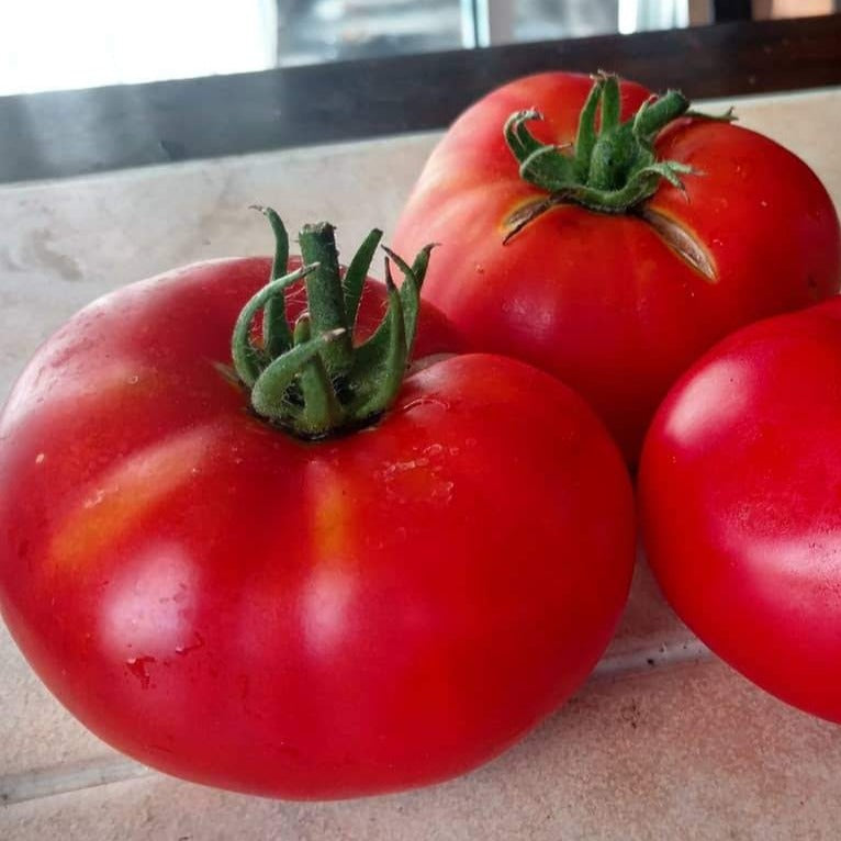 Bright red Brandywine tomato from MIgardener with green stems and leaves, showcasing its large, ripe, and juicy appearance.
